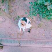 ヒメ日記 2025/06/08 16:38 投稿 みさき 人妻の品格(福岡)