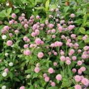 ヒメ日記 2025/06/11 16:37 投稿 みさき 人妻の品格(福岡)