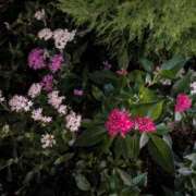 ヒメ日記 2025/06/15 11:55 投稿 みさき 人妻の品格(福岡)