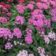 ヒメ日記 2025/06/22 12:42 投稿 みさき 人妻の品格(福岡)