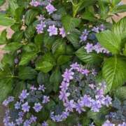 ヒメ日記 2025/06/26 16:39 投稿 みさき 人妻の品格(福岡)