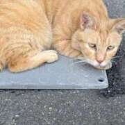 ヒメ日記 2025/07/31 19:45 投稿 みさき 人妻の品格(福岡)