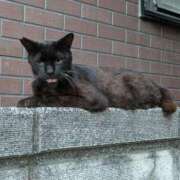 ヒメ日記 2025/08/01 04:04 投稿 みさき 人妻の品格(福岡)