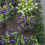 ヒメ日記 2025/08/13 02:34 投稿 みさき 人妻の品格(福岡)