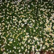 ヒメ日記 2025/08/21 23:47 投稿 みさき 人妻の品格(福岡)