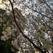 ヒメ日記 2025/04/05 14:50 投稿 沙希 人妻の品格(福岡)