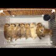 ヒメ日記 2025/08/06 10:21 投稿 沙希 人妻の品格(福岡)