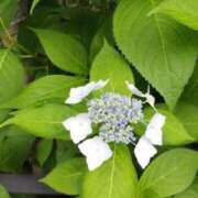 ヒメ日記 2025/06/26 21:38 投稿 さとみ 人妻の品格(福岡)