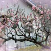 ヒメ日記 2025/03/09 16:29 投稿 かりな奥様 人妻です