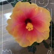 ヒメ日記 2025/05/03 11:41 投稿 まみ奥様 人妻です