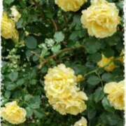 ヒメ日記 2025/05/30 10:47 投稿 まみ奥様 人妻です