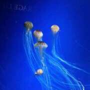 ヒメ日記 2025/11/11 21:05 投稿 まみ奥様 人妻です