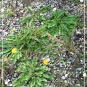 ヒメ日記 2025/11/16 08:21 投稿 まみ奥様 人妻です