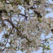 ヒメ日記 2026/04/02 11:45 投稿 まみ奥様 人妻です