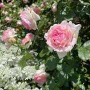 みほ奥様 ☆ おはようございます ☆ 人妻です