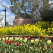 ヒメ日記 2025/04/04 16:15 投稿 ゆり奥様 人妻です