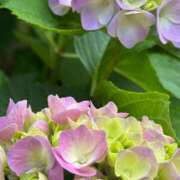 ヒメ日記 2025/05/28 09:02 投稿 ゆり奥様 人妻です