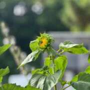 ヒメ日記 2025/06/26 17:17 投稿 ゆり奥様 人妻です