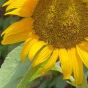 ヒメ日記 2025/07/19 22:27 投稿 ゆり奥様 人妻です