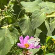 ヒメ日記 2025/07/25 16:36 投稿 ゆり奥様 人妻です