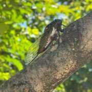 ヒメ日記 2025/07/30 09:22 投稿 ゆり奥様 人妻です