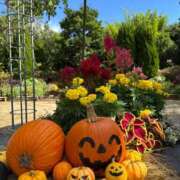 ヒメ日記 2025/10/16 10:39 投稿 ゆり奥様 人妻です