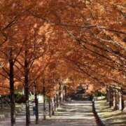 ヒメ日記 2025/11/20 11:49 投稿 ゆり奥様 人妻です