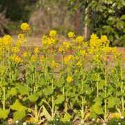 ゆり奥様 おはよう? 人妻です