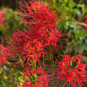 ヒメ日記 2025/09/23 21:36 投稿 ななみ クラブバレンタイン神戸西店