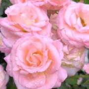 ヒメ日記 2025/06/05 07:26 投稿 藤枝 昼顔妻 五反田店