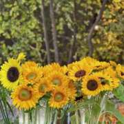 ヒメ日記 2025/07/25 09:07 投稿 藤枝 昼顔妻 五反田店