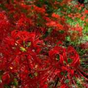 ヒメ日記 2025/09/25 14:06 投稿 藤枝 昼顔妻 五反田店