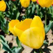 ヒメ日記 2025/04/10 14:57 投稿 優唯(ゆい) 海上空天 SHANGHAI HEAVEN