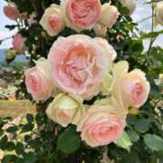 ヒメ日記 2026/01/08 19:37 投稿 かすみ 桃色奥様 松戸本店