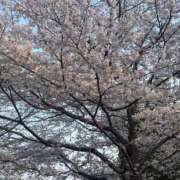 ヒメ日記 2026/03/31 17:07 投稿 かすみ 桃色奥様 松戸本店