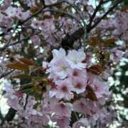 ヒメ日記 2026/04/06 20:53 投稿 みゆう Club Paradise（クラブパラダイス）