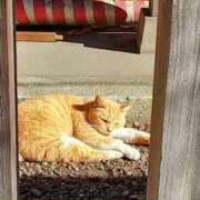 ヒメ日記 2025/01/12 11:01 投稿 まほり 熟女の風俗最終章 本厚木店