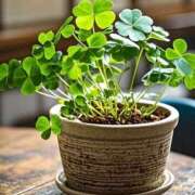 ヒメ日記 2025/03/28 11:04 投稿 まほり 熟女の風俗最終章 本厚木店