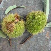 ヒメ日記 2025/09/09 10:41 投稿 まほり 熟女の風俗最終章 本厚木店