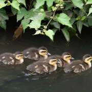 ヒメ日記 2025/09/12 10:44 投稿 まほり 熟女の風俗最終章 本厚木店
