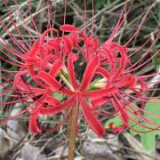 ヒメ日記 2025/09/21 12:03 投稿 まほり 熟女の風俗最終章 本厚木店