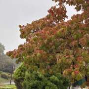 まほり おはようございます 熟女の風俗最終章 本厚木店