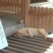 ヒメ日記 2026/05/06 11:11 投稿 まほり 熟女の風俗最終章 本厚木店