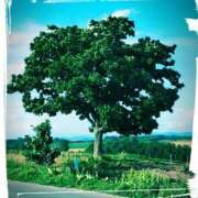 ヒメ日記 2025/06/04 09:44 投稿 井上-いのうえ- ミセスまーと