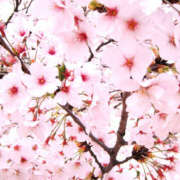 ヒメ日記 2025/04/05 10:40 投稿 つかさ 脱がされたい人妻 宇都宮店