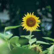 ヒメ日記 2025/07/29 13:18 投稿 ましろ コレクション