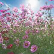 ヒメ日記 2025/09/08 22:36 投稿 ましろ コレクション