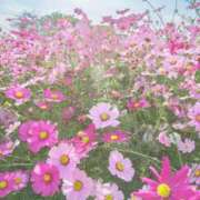 ヒメ日記 2025/10/24 13:15 投稿 ましろ コレクション