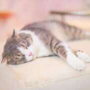 ヒメ日記 2026/02/18 11:21 投稿 ましろ コレクション