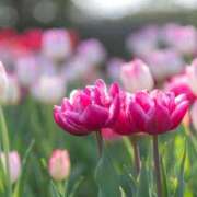 ましろ 先週も コレクション